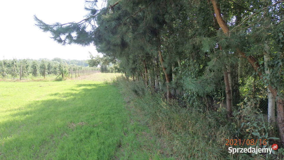 Sprzedam działkę budowlano inwestycyjna kujawsko-pomorskie Głogówko Królewskie