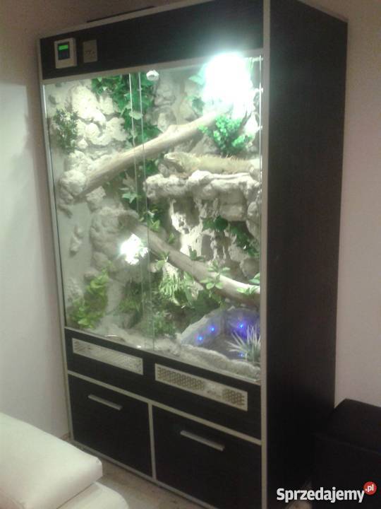 Terrarium legwana iguany duże ozdoba domu lokalu Przemyśl sprzedam