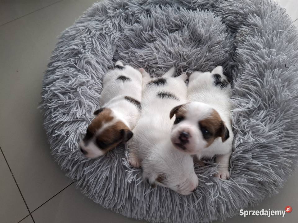 Jack Russell Terrier Kalisz