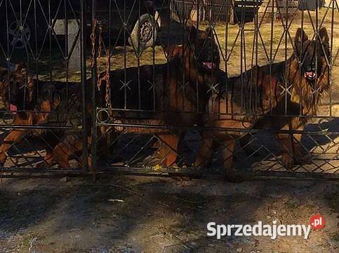 Owczarek niemiecki długowłosy potężne szczeniaki Klimontów