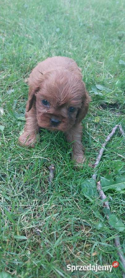 Cavalier king charles spaniel małopolskie Łużna