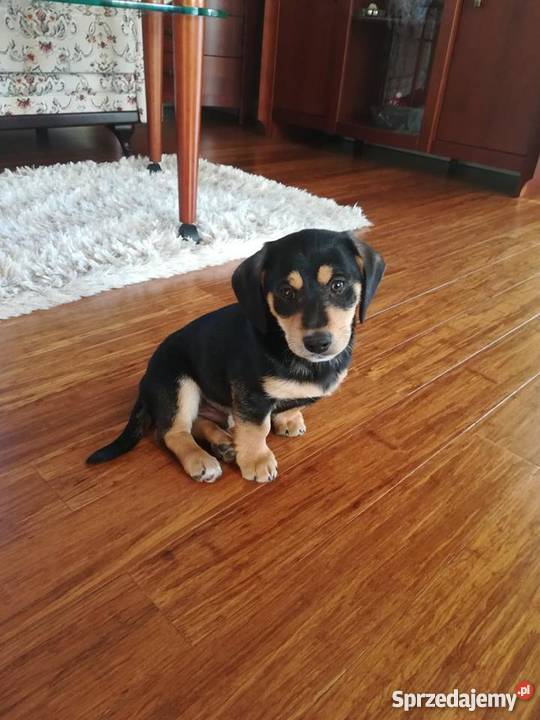 Jamniki Rzeszów Kolbuszowa sprzedam