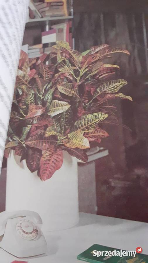 Mieszkamy wśród kwiatów Szczecin sprzedam