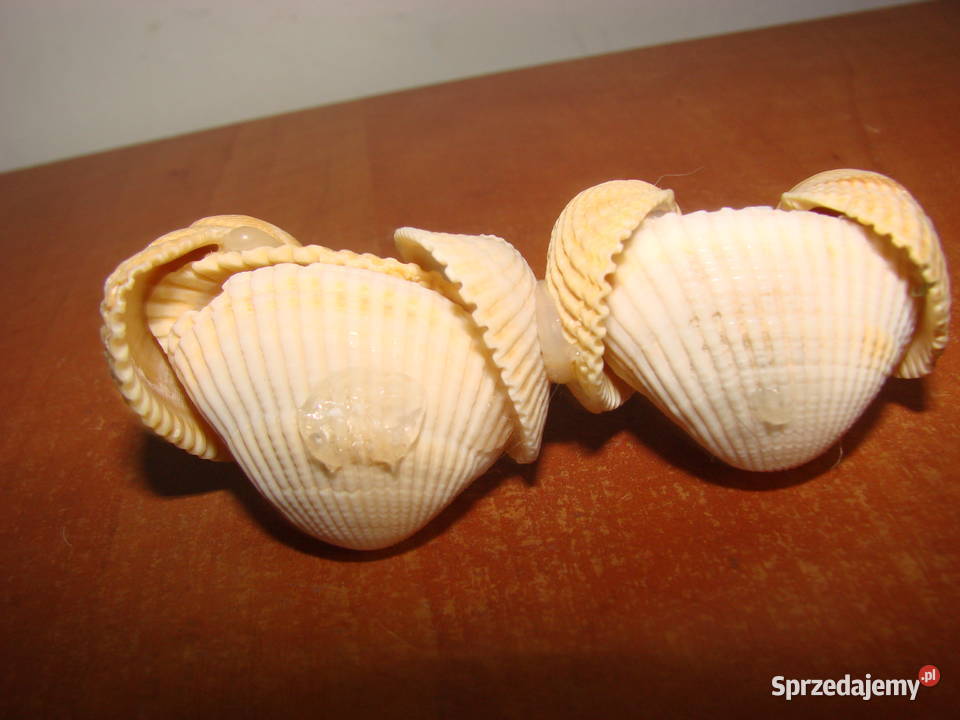 dekoracja z muszelek pomorskie Pruszcz Gdański