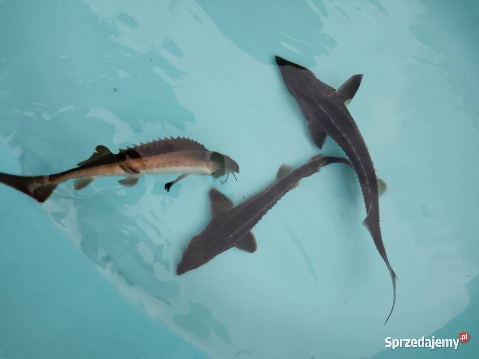 Jesiotr Syberyjski ok15 Dostępny na miejscu Nowa Ruda