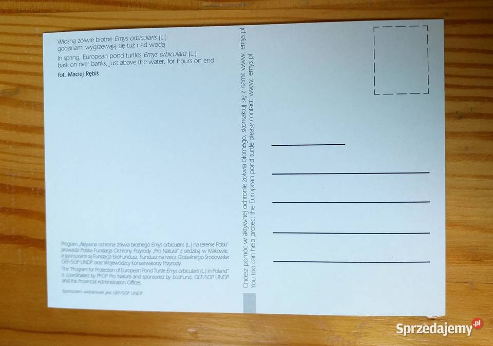 ŻÓŁWIE BŁOTNE FOT MACIEJ RĘBIŚ Piszczac