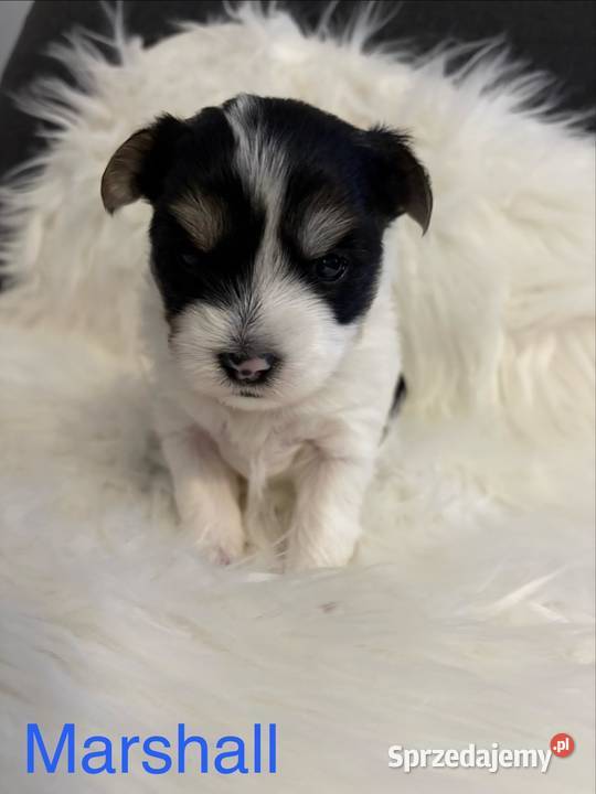 Do Rezerwacji Marshall Yorkshire Terier Biewer Konin sprzedam