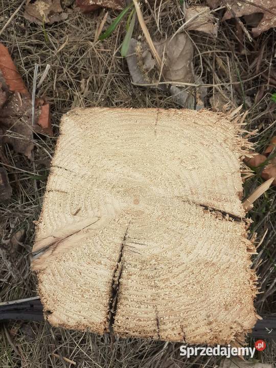 Stare belki XIX wiek ręcznie ciosane Dębica