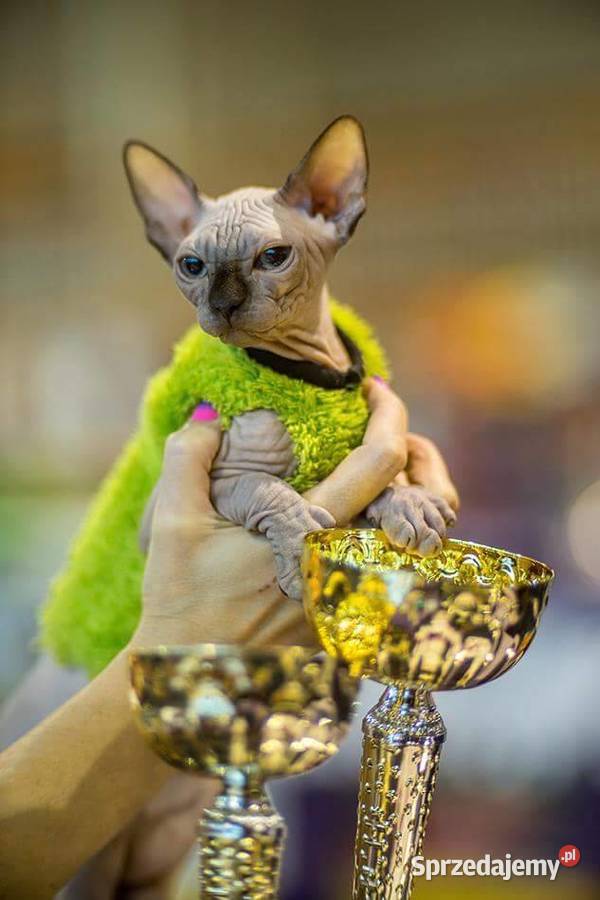 SPHYNX CANADIAN Sfinks Kanada Warszawa Sosnowiec