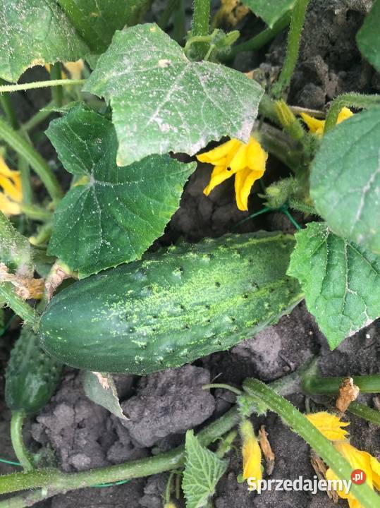 Ogórek wschodni pomidor Warzywa Nasiona kolekcja Nowy Sącz