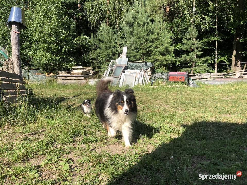 Ayla sheltie suczka tricolor Owczarek Owczarek warmińsko-mazurskie sprzedam