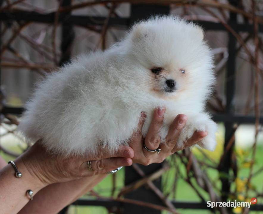 Pomeranian biały piesek XS FCI Łódź