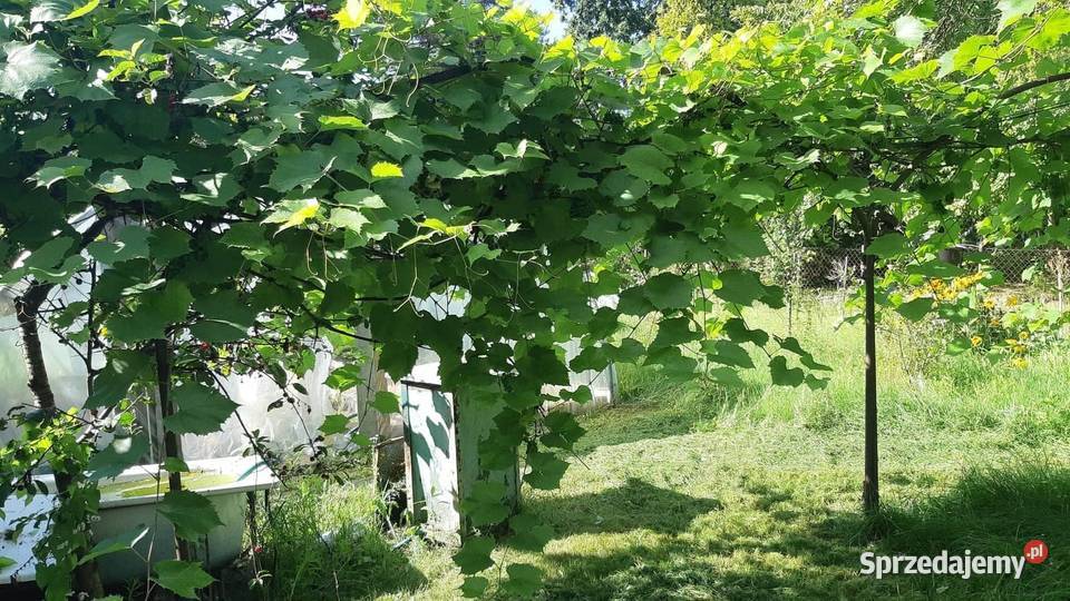 Ogródek działkowy ROD 300 m2 Białołęka Warszawa Sprzedaż