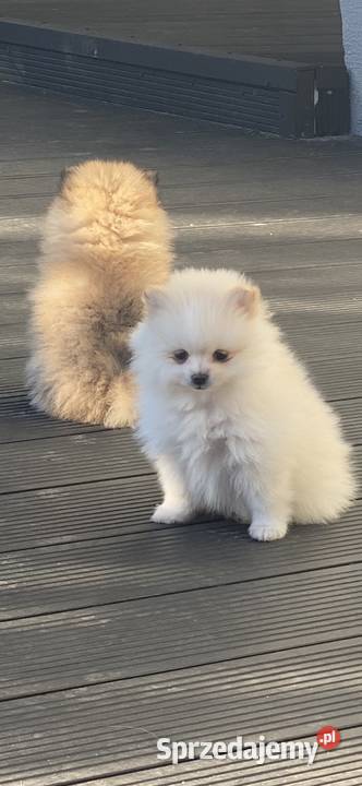 Szpic miniaturowy pomeranian Siedlce