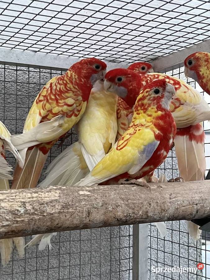 Rozelle królewskie 2025r 1500