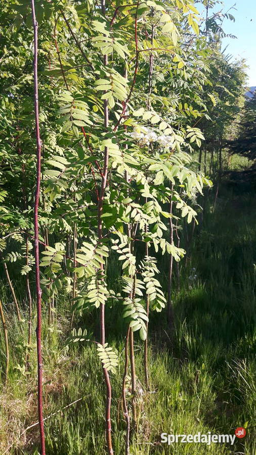 Jarząb pospolity jarzębina goły korzeń Bodzentyn