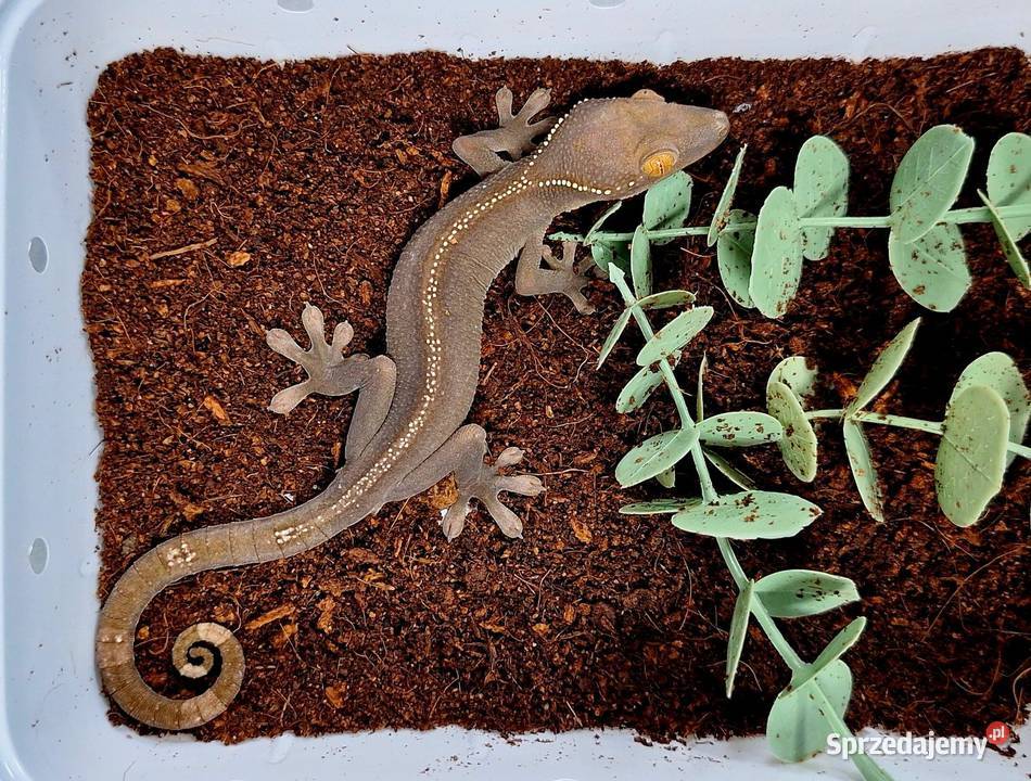 Gekon paskowany gekonki mazowieckie Wołomin
