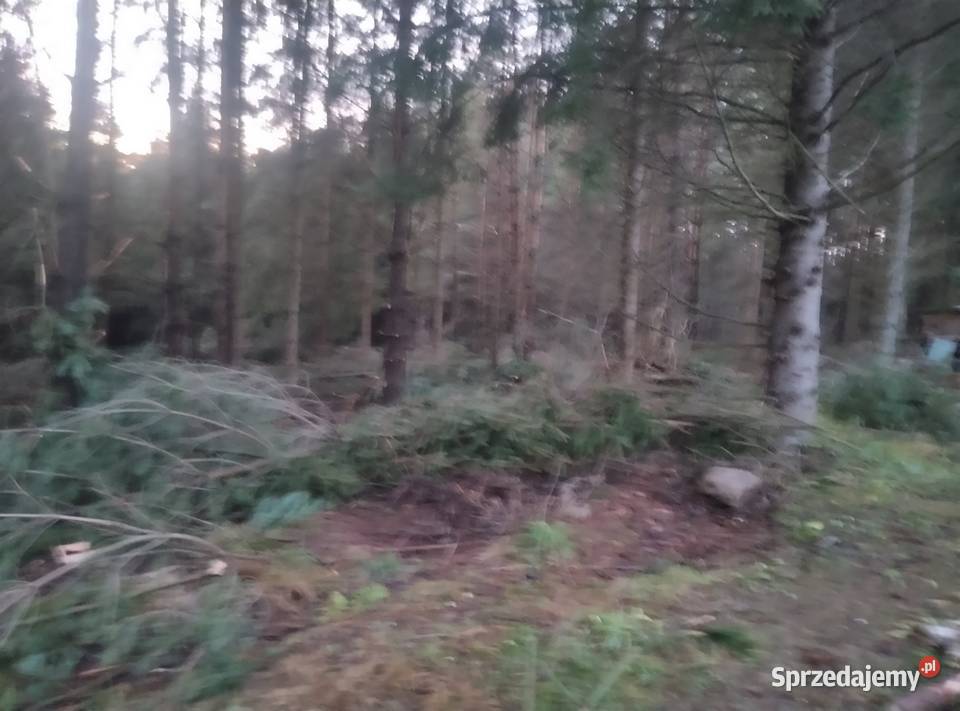 Gałęzie świerkowe i sosnowe na zrębki Barczewo