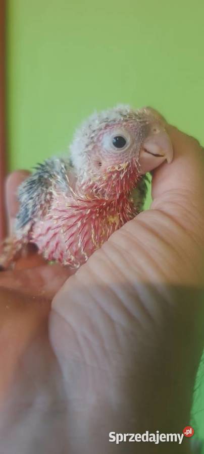 Papugi rudosterki ręcznie karmione Tychy sprzedam