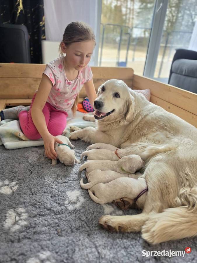 Golden Retriever FCI suczka zkwp Olkusz