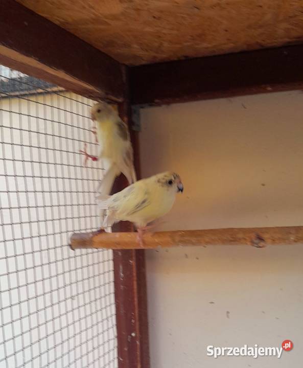 Sprzedam modrolotki Ostrów Wielkopolski