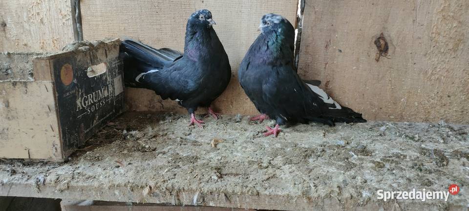 Orliki lubelskie sprzedam