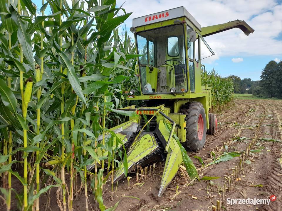 Sieczkarnia Samojezdna Claas Jaguar 70SF 3 rzędy Samojezdne Rolnictwo Rzeczyca