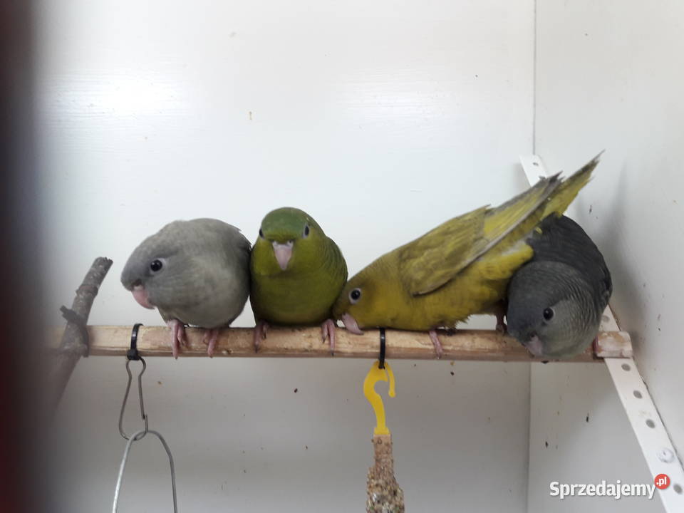 Stokówka prążkowana katarzynki Pobiedziska