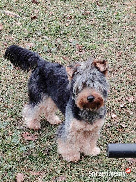 Suczka york nie miniaturka Wólka-Przekory