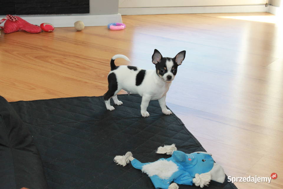 Chihuahua krótkowłosy chłopiec ZKwP FCI Chihuahua Świnoujście