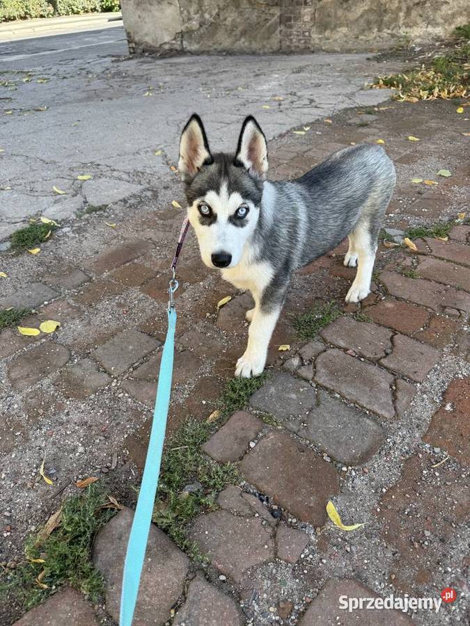 Szczeniak husky syberian Legnica sprzedam