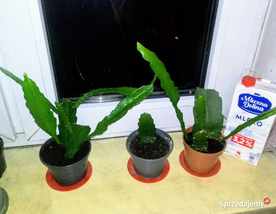 Epifilium Epiphyllum sukulent Skierniewice