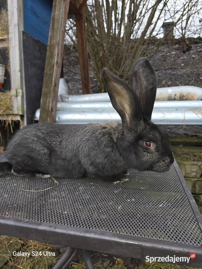Króliki belgijskie i barany francuskie Pławna Górna