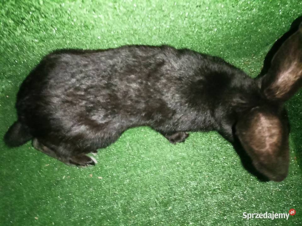 Sprzedam samce Więcbork