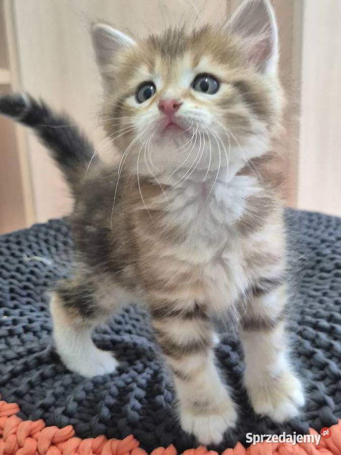 Kocurek Syberyjski NIKOŚ rodowód FIFE FPL 3 600 sprzedam