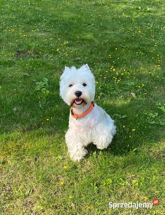 Na sprzedaż suczka West Highland Terrier mazowieckie Warszawa sprzedam