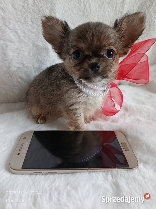 Chihuahua dziewczynka suczka XS dlugowlosa Inowrocław sprzedam