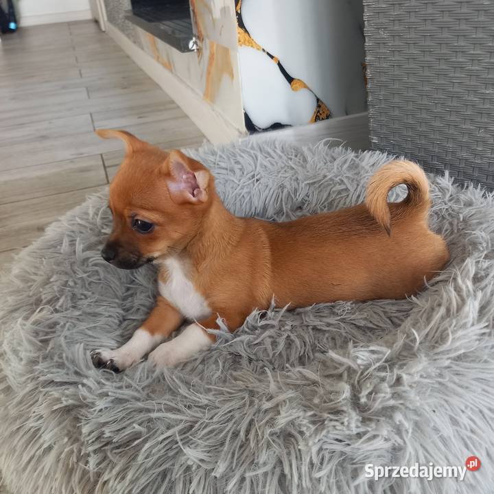 Chihuahua Reducin sprzedam