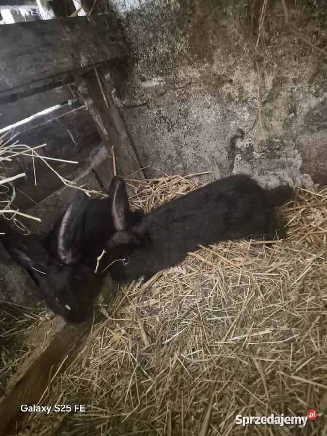 Srokacz czarny pełnobarwny Dylągowa