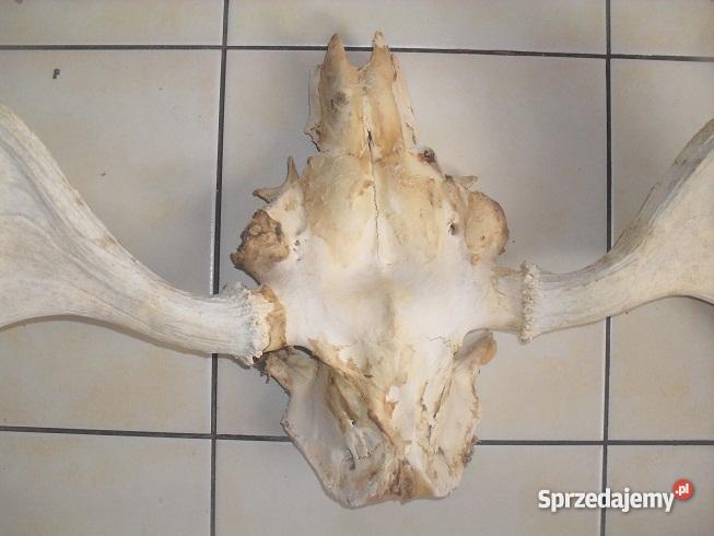 Poroże łosia Antyki małopolskie