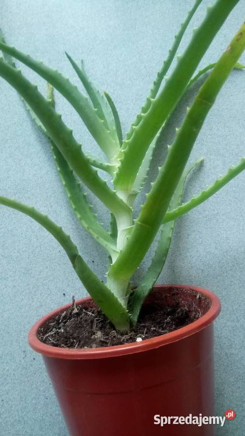 Eszeveria ciekawe sadzonki