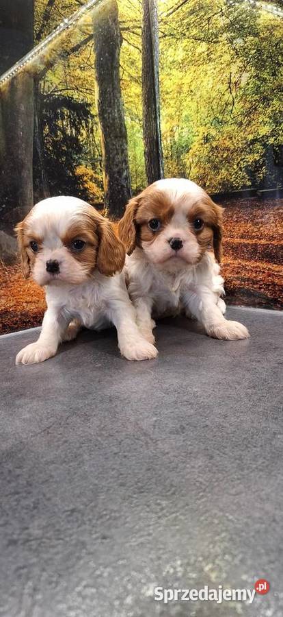 Cavalier King Charles Spaniel Przysucha