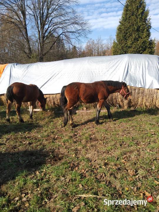 Sprzedam źrebicę i ogierka podkarpackie sprzedam