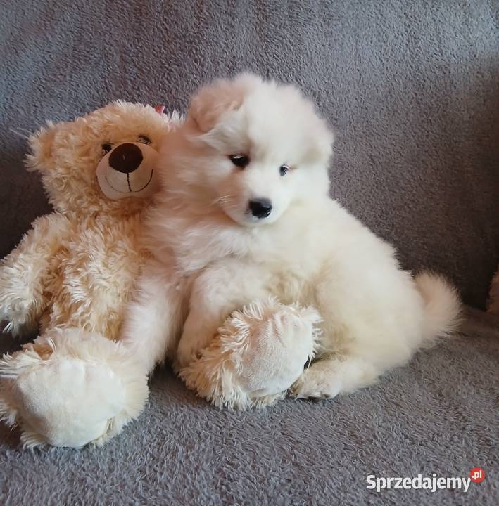 Samoyed Samojed szczenięta kujawsko-pomorskie Toruń