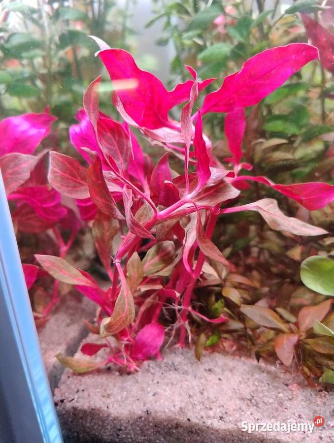 Rośliny do akwarium Bucefalandra Reinecki Pozostałe