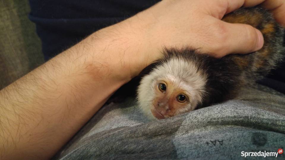 Marmozeta Geoffroy młode Warchoły sprzedam