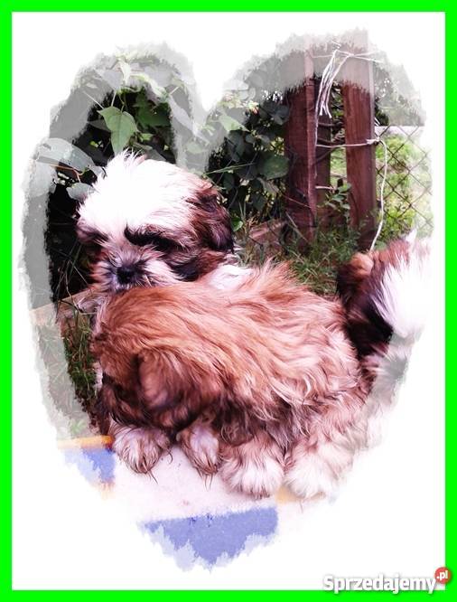Pieski Shih Tzu maleństwa z rodowodem i chipem śląskie Gliwice