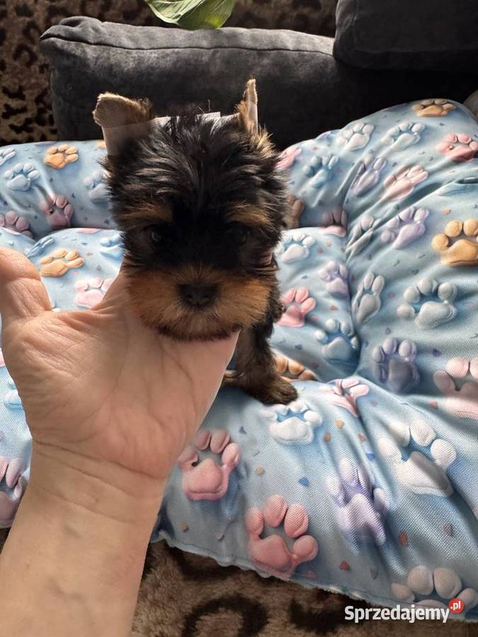 Yorkshire terrier suczka czarna Czeladź sprzedam
