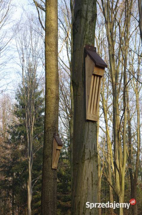 Budka nietoperzy mopkowa Pozostałe Brzeg