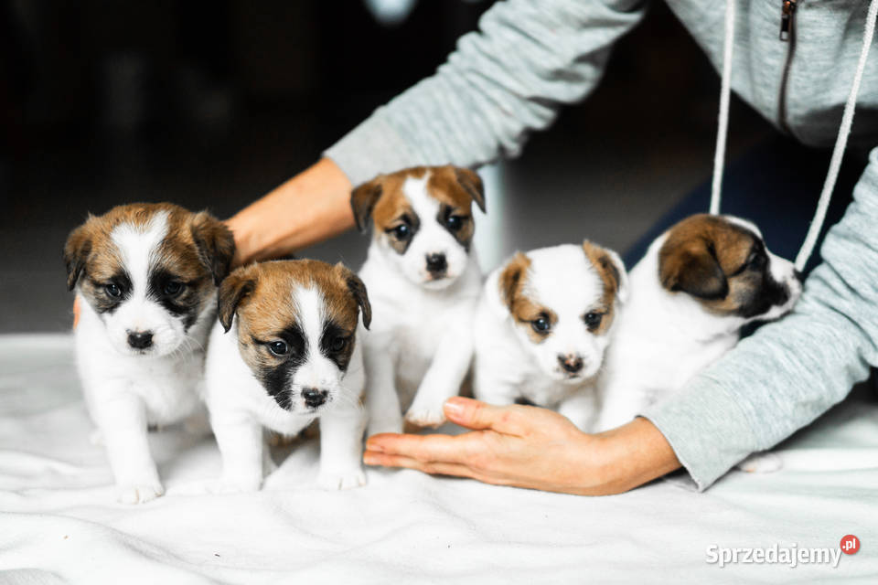szczeniaki Jack Russell Terrier z rodowodem Jack Russell Terrier Zielona Góra